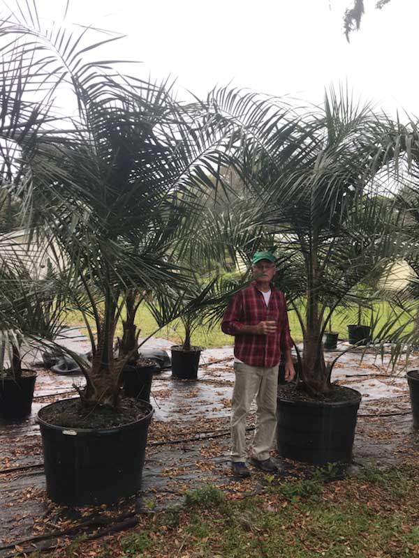 Moultrie Palms - Mule Palm Nursery in Saint Augustine, FL